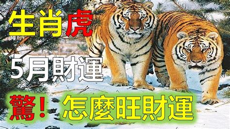 屬虎2023下半年運勢|2023年12生肖運勢詳解：癸卯年誰能順風順水大富。